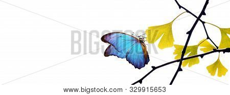 Blue And Yellow Colors Concept. Blue Morpho Butterfly On A Yellow Leaf. Yellow Ginkgo Biloba Leaves 