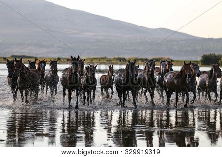 Yilki Horses Running In Water, Kayseri, Turkey