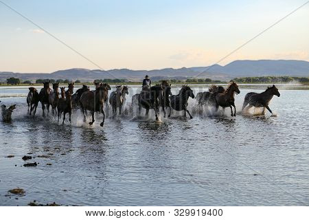 Yilki Horses Running In Water, Kayseri, Turkey