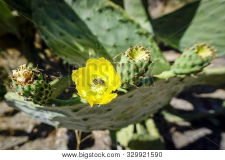 Opuntia ficus-indica, commonly known as, among others, prickly pear, fig tree, palera, prickly pear,