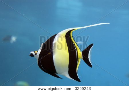 Idolo pesce