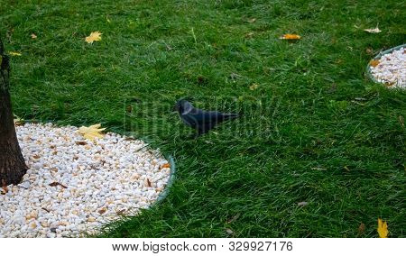 Portrait Of A Jackdaw Coloeus Monedula Foraging In The Grass