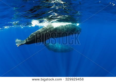 Sperm Whales Swimming Underwater In Ocean, Mauritius.
