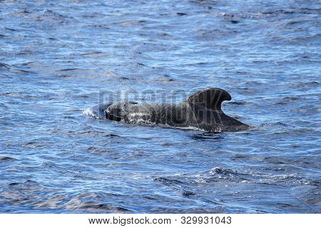 Pilot whales (Globicephala melas) in the atlantic ocean at canary island tenerife