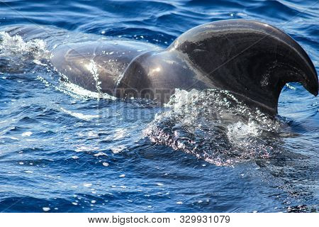 Pilot whales (Globicephala melas) in the atlantic ocean at canary island tenerife