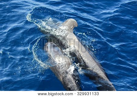 Pilot Whales (globicephala Melas) In The Atlantic Ocean At Canary Island Tenerife