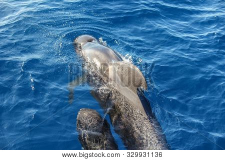 Pilot whales (Globicephala melas) in the atlantic ocean at canary island tenerife