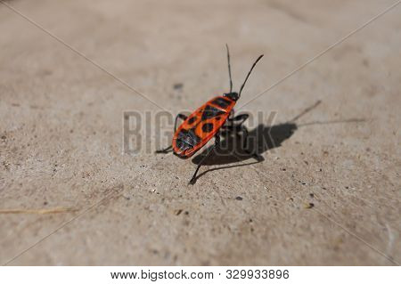 Red Bug. Beetle Of Soldiers. The Beetle Pyrrhocoris Apterus Sits On The Ground With A Mustache Raise