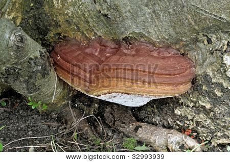 Artists Fungus