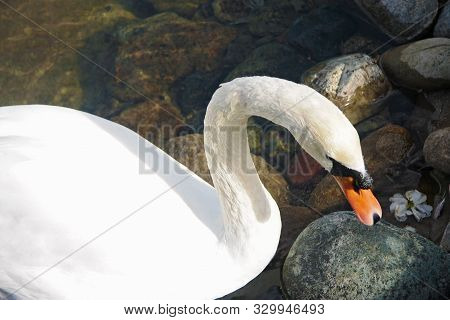 Snow White Swan Swimming In The Pond Near A Shore