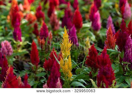 Cockscomb Flowers