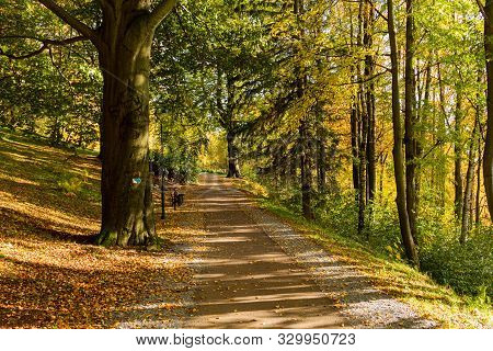 Walk Through The Pine Forest Along A Narrow Winding Road. There Is Amazing Silence Everywhere, Just 