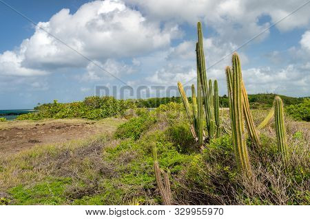 Cactus In The Savanna Of Petrifications In Martinique