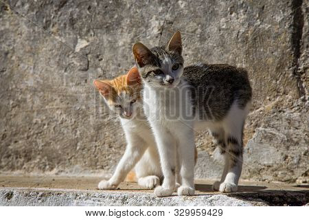 Cats In The Streets Of Pelekas Village On Corfu Island