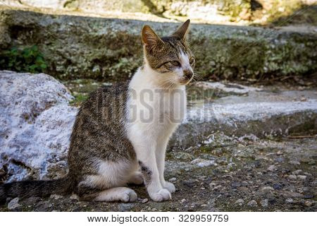 Cats In The Streets Of Pelekas Village On Corfu Island