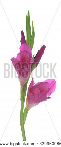 Single Beautiful Gladiolus Flower On White Background