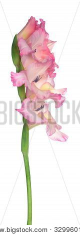 Single Beautiful Gladiolus Flower On White Background