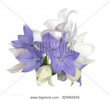 Pink And Purple Platycodon Flowers Isolated On White