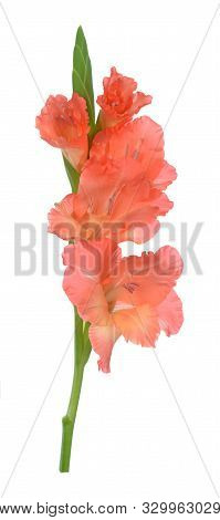 A Branch Orange Gladiolus Flower Isolated On White