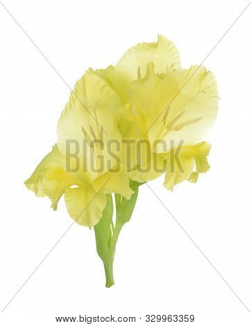 Yellow Gladiolus Flower Isolated On White Background
