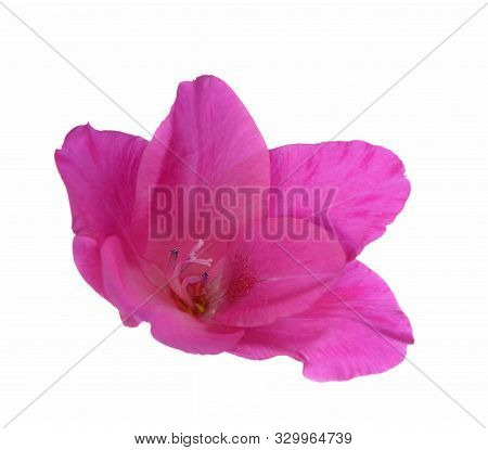 A Beautiful Purple Gladiolus Flower On White Background