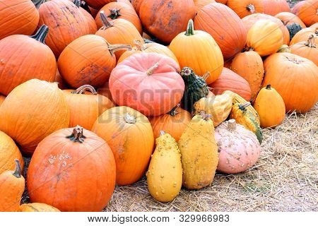 Variety Of Pumpkin And Squash At The Market Place