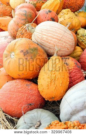 Variety Of Pumpkin And Squash At The Market Place