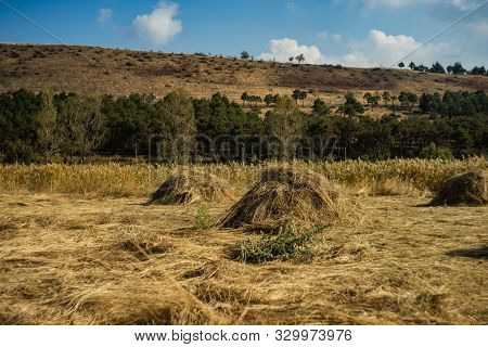 Rural Landscape With Straw