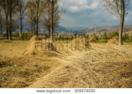 Rural Landscape With Straw