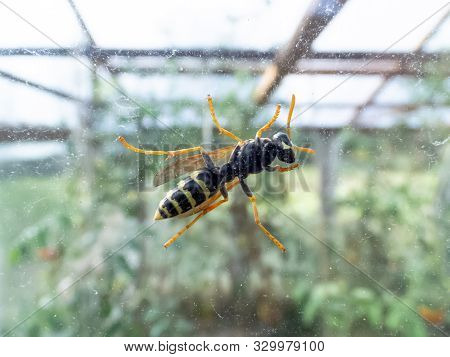 Yellow Striped Wasp In The Garden Photography