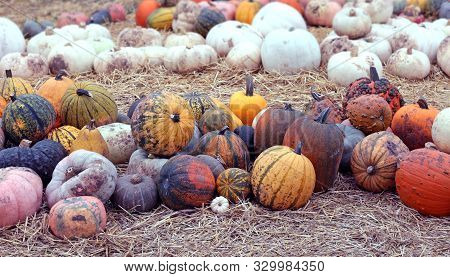 Many Fresh Squash, Gourd, And Pumpkin Patch