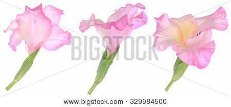 Three View Of Single Pink Gladiolus Flower
