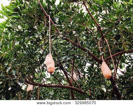 Unusual African Sausage Tree With Sausage-like Fruits That Hang Down From The Limbs On Long Rope Lik