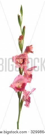 A Branch Gladiolus Flower On White Background