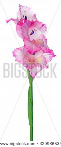 A Purple Gladiolus Flower On White Background