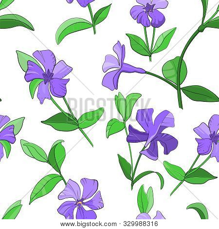 Floral Seamless Pattern With Periwinkle Flowers. Vector Illustration.