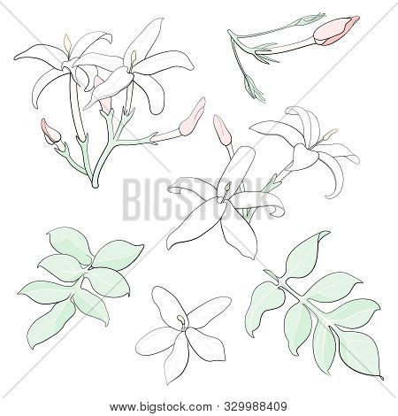 Jasmine Flower Elements Set. Vector Graphic Illustration.