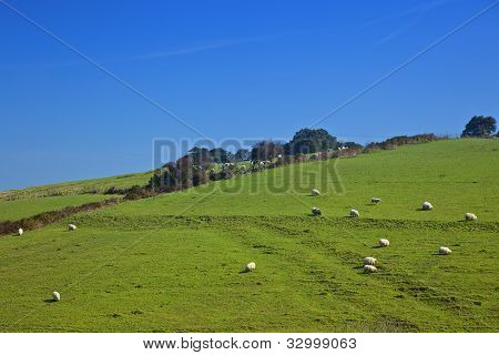 Sheeps soleggiato