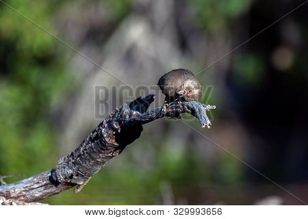 California Towhee Has Head Twisted In Odd Angle With Mouth Open While Reaching With Tongue For Morni