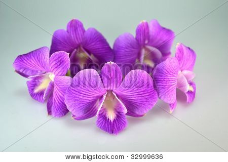 Orchidej