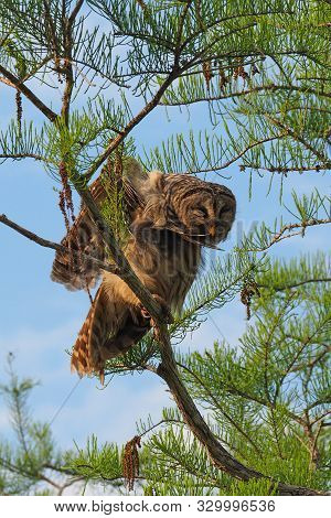 Barred Owl - Strix Varia - Perched On Branch Of Bald Cypress Tree In Everglades National Park, Flori