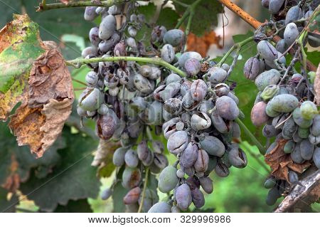 Bunches Of Grapes Affected By Powdery Mildew Or Oidium With Yellow Leaves. Rotten Grapes Affected By