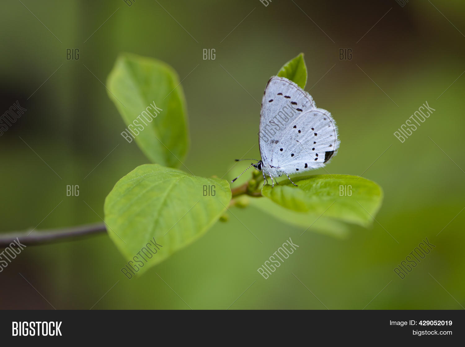 Little Blue Butterfly Image & Photo (Free Trial) Bigstock