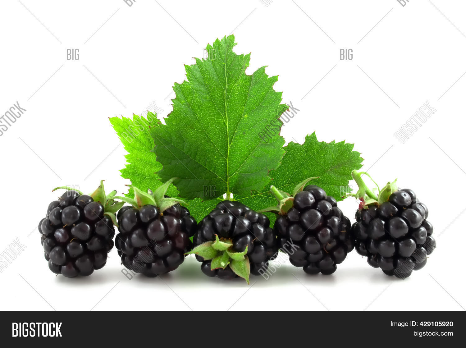 Blackberries Leaves Image & Photo (Free Trial) Bigstock