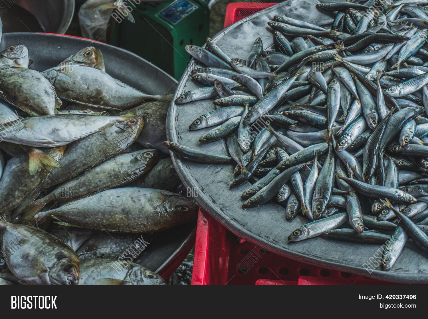 Live Fish On Plate. Image & Photo (Free Trial) Bigstock