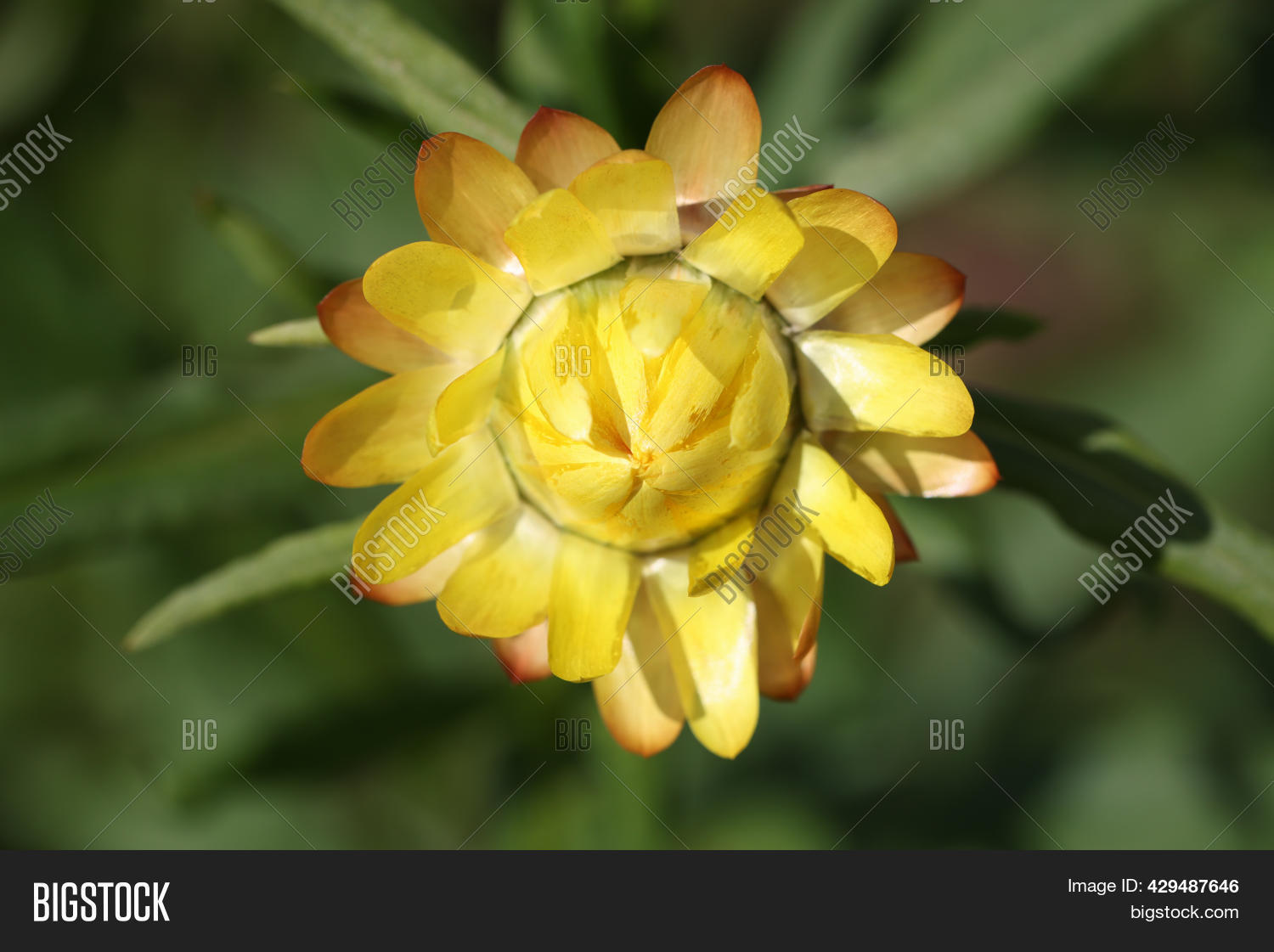 Yellow Helihrizum Image & Photo (Free Trial) | Bigstock