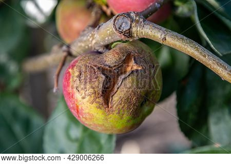 Fruits Infected By The Apple Scab Venturia Inaequalis And Brown Rot Monilia Fructigena