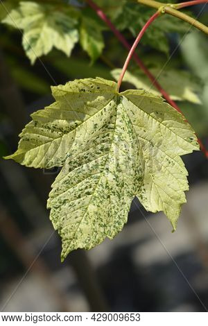 Sycamore Leopoldii Leaves - Latin Name - Acer Pseudoplatanus Leopoldii