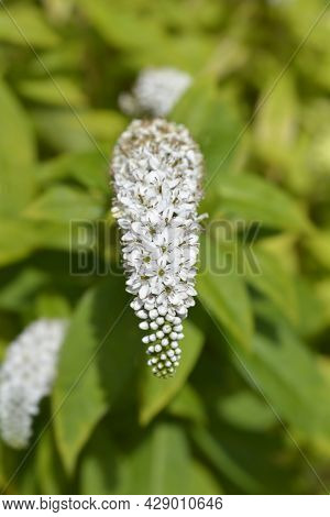 Gooseneck Loosestrife - Latin Name - Lysimachia Clethroides