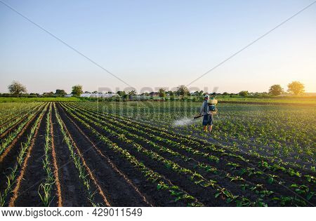 A Farmer Sprays Pesticide On The Plantation. Resistance Of The Crop To Pests. Chemical Industry In F